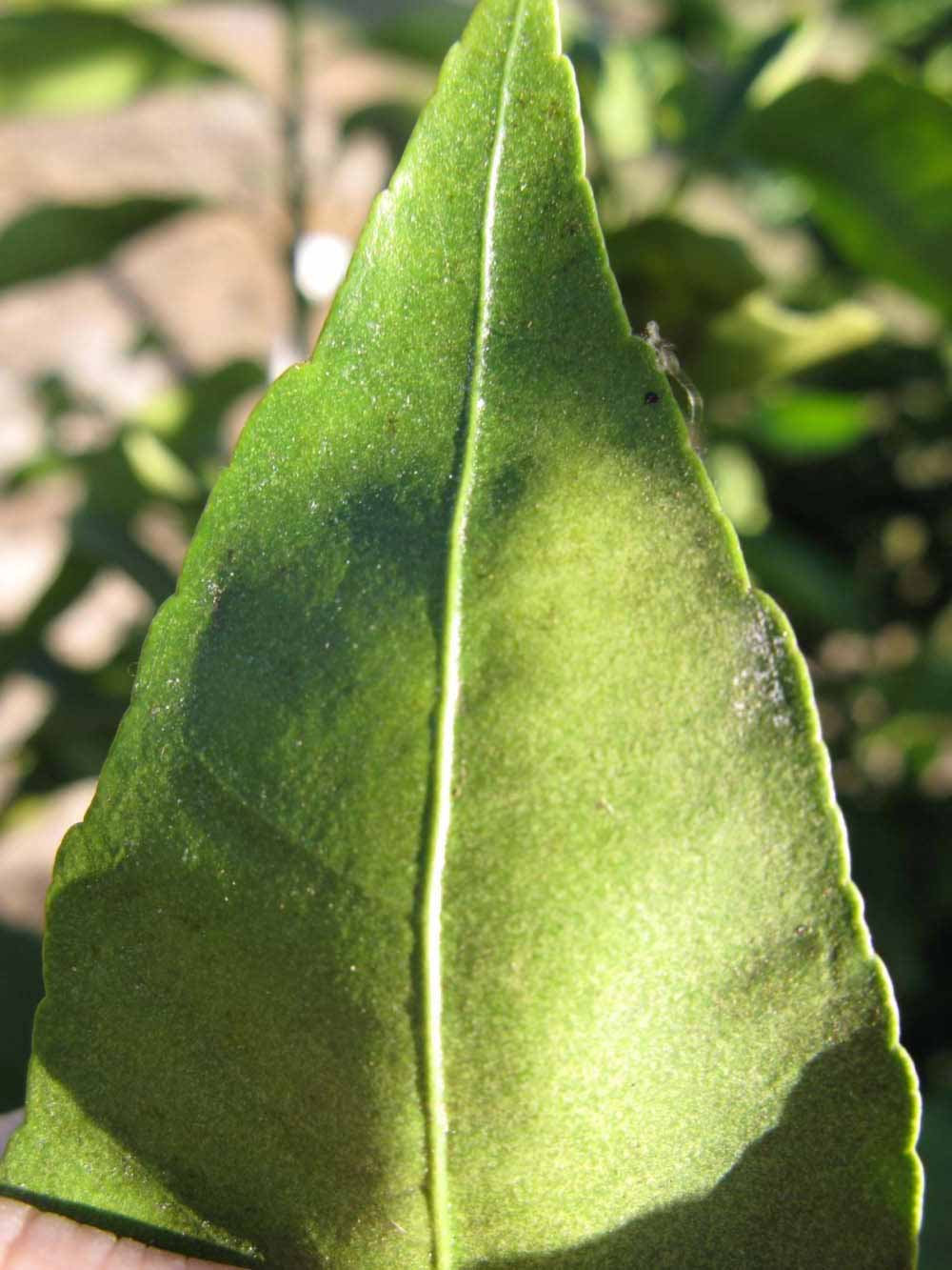              Margin (Winter Haven, FL)       